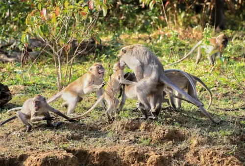 Scenic view of Cheow Lan Lake with wildlife in the rainforest of Khao Sok National Park
