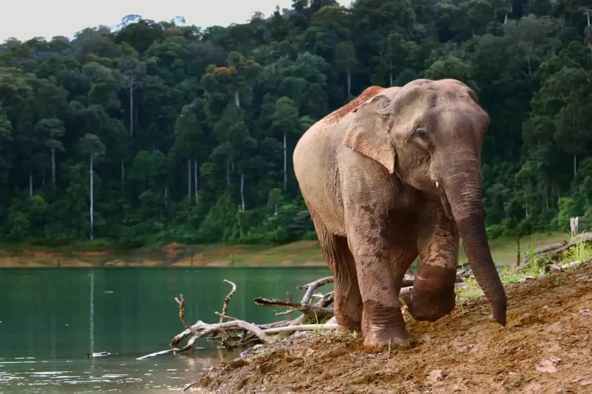 Khao Sok Two Days Wildlife Phuket Travel Store 7