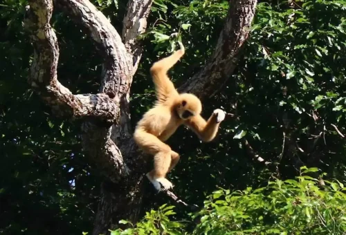 Exploring untouched wildlife and rainforest near Cheow Lan Lake in Khao Sok National Park on a two-day tour with Phuket Travel Store
