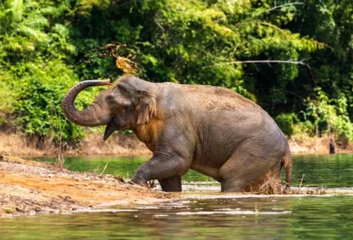Tourist exploring untouched jungle and observing wildlife near Cheow Lan Lake in Khao Sok National Park with Phuket Travel Store