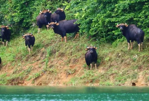 Eco-tourist exploring untouched jungle and spotting wildlife near Cheow Lan Lake in Khao Sok National Park with Phuket Travel Store