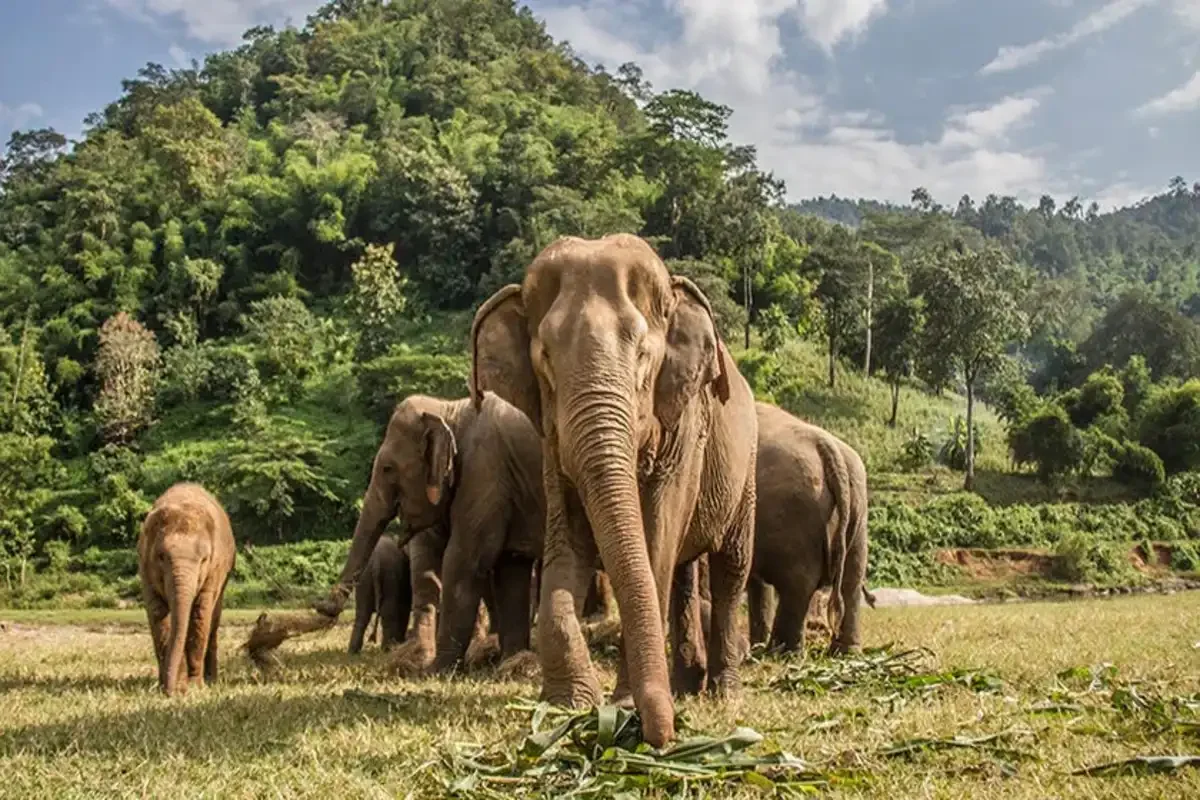 Wildlife watching in Thailand’s national parks with Phuket Travel Store