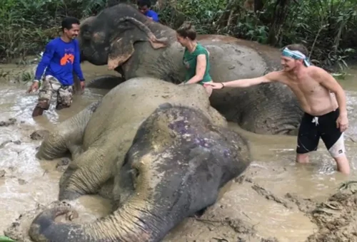 Gentle elephants enjoy a river bath with visitors at Khao Sok National Park on a Phuket Travel Store tour.