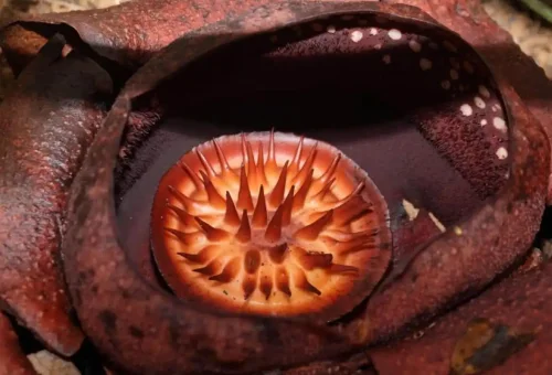 Close-up of vibrant tropical plants and rainforest flora at Khao Sok National Park with Phuket Travel Store.