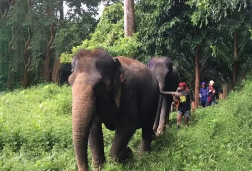 khao-sok-treehouse=two-day-discovery (19)