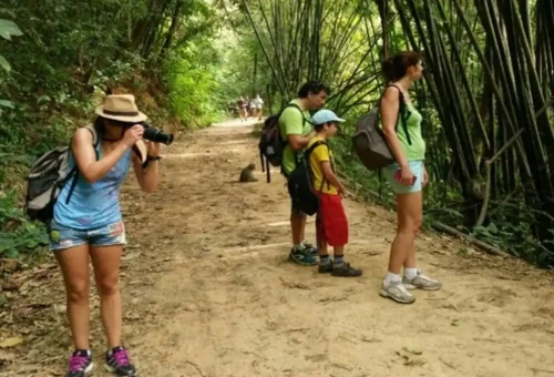 Traveler on a jungle trekking adventure through the dense rainforest of Khao Sok National Park with Phuket Travel Store.