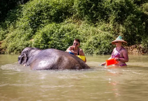 Tourists bathe with elephants in a peaceful river setting at Khao Sok National Park with Phuket Travel Store.