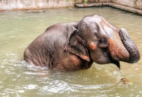 Khao Lak Elephant Sanctuary Phuket Travel Store 1