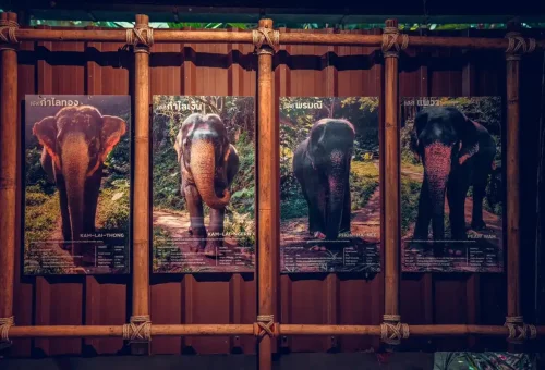 Khao Lak Elephant Sanctuary Phuket Travel Store 3