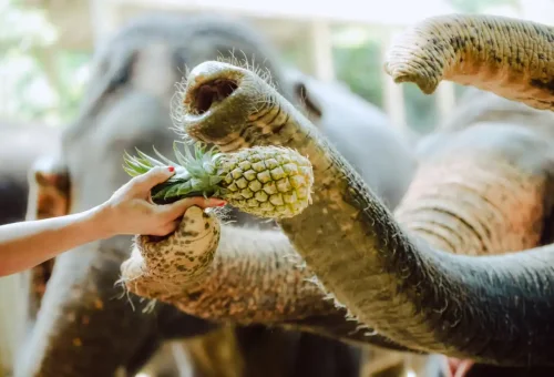 khao-lak-elephant-sanctuary-phuket-travel-store-4