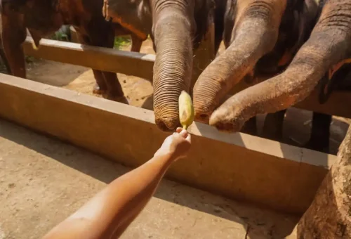 Elephant bathing in river at Khao Lak