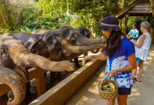 Guided ethical elephant tour in Khao Lak