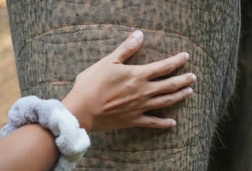 khao-lak-elephant-sanctuary-phuket-travel-store-10