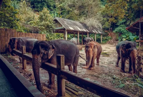 Sanctuary staff feeding elephants in Khao Lak