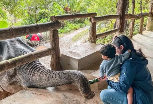 Phuket Travel Store guests interacting with elephants