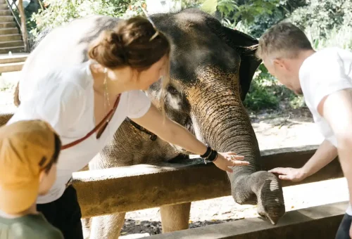 Group tour at Khao Lak Elephant Sanctuary