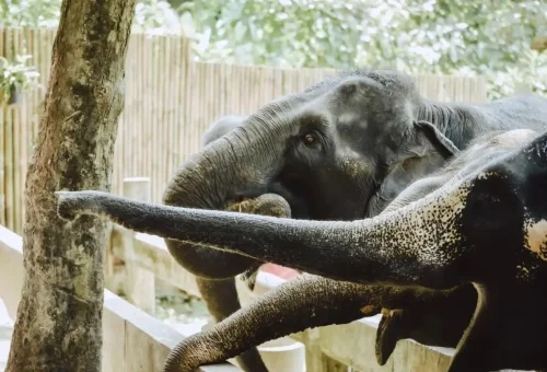 Responsible elephant tourism in Khao Lak
