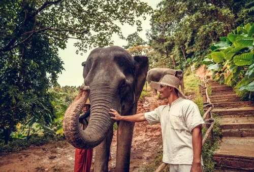 Young elephant at sanctuary in Khao Lak