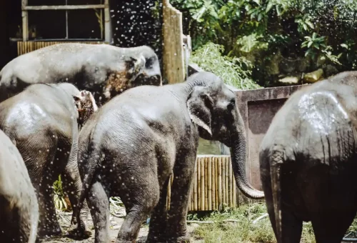 khao-lak-elephant-sanctuary-phuket-travel-store-21
