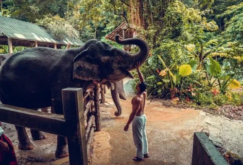 khao-lak-elephant-sanctuary-phuket-travel-store-22