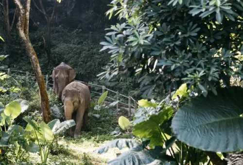 Happy elephant at Khao Lak eco-reserve