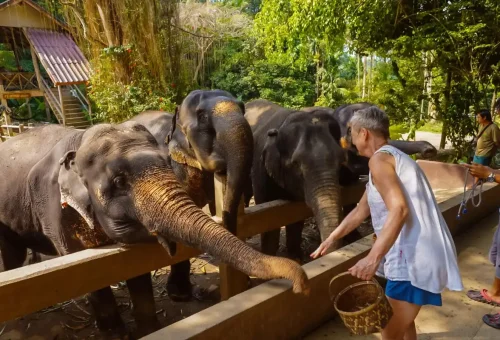 Khao Lak Elephant Sanctuary Phuket Travel Store 24