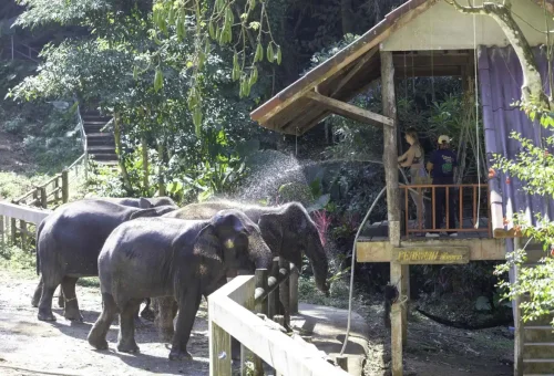 Elephant rubbing against a tree in Khao Lak