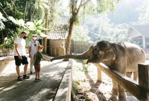 Tour guide explaining elephant behavior