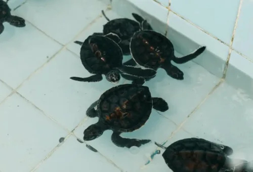 original-khao-lak-nature-tour-phuket-travel-store-20