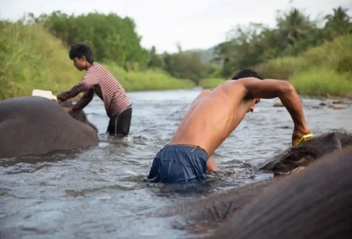 Feeding elephants at Phang Nga sanctuary
