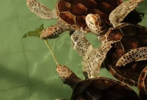 Elephant bathing experience in Phang Nga jungle