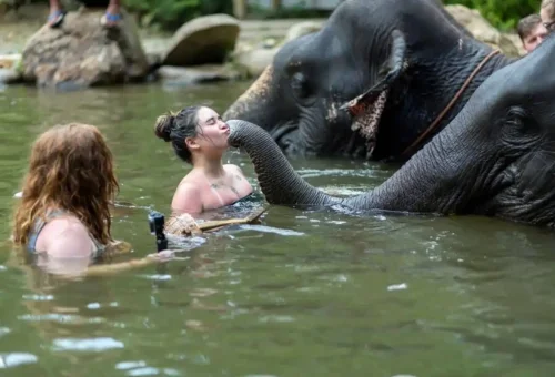 Guided elephant walk through lush Phang Nga trails