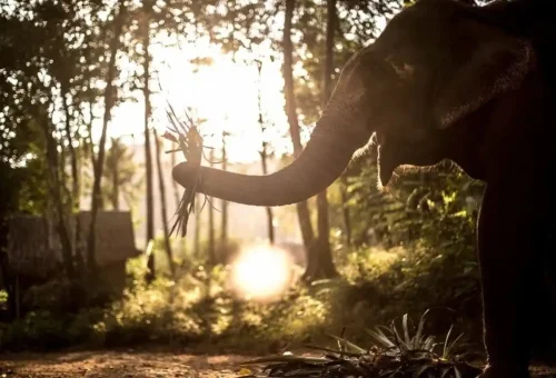 phang-nga-elephant-park-phuket-travel-store-5