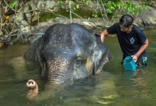Smiling tourist with elephant in Phang Nga sanctuary