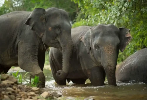 Elephant sanctuary surrounded by rainforest