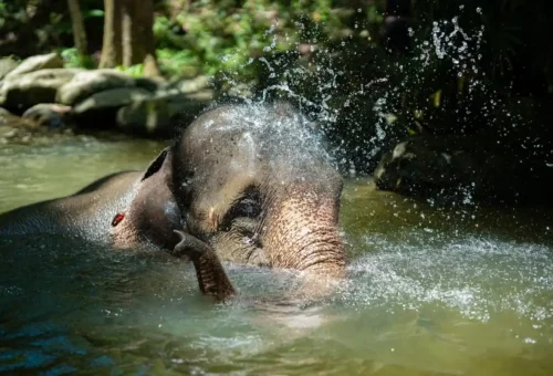 Family visiting ethical elephant park in Thailand
