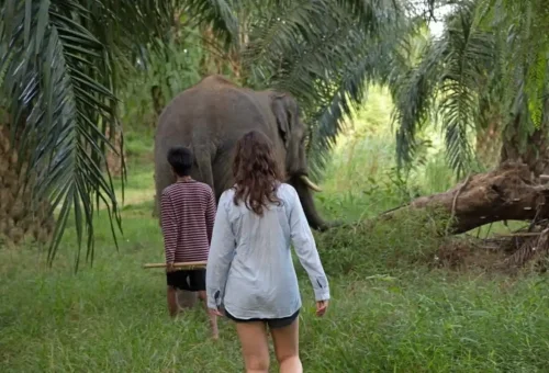 Elephant mahout guiding tourist on foot