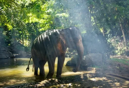 Baby elephant playing in sanctuary mud bath
