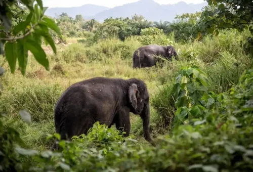 phang-nga-elephant-park-phuket-travel-store-16