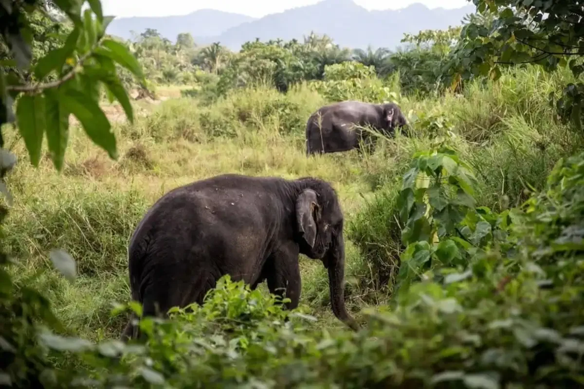 Phang Nga Elephant Park Phuket Travel Store 16