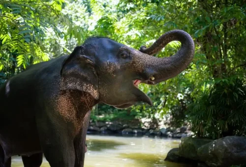 Cultural elephant experience in Southern Thailand