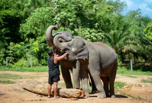 Group photo with elephants in Phang Nga
