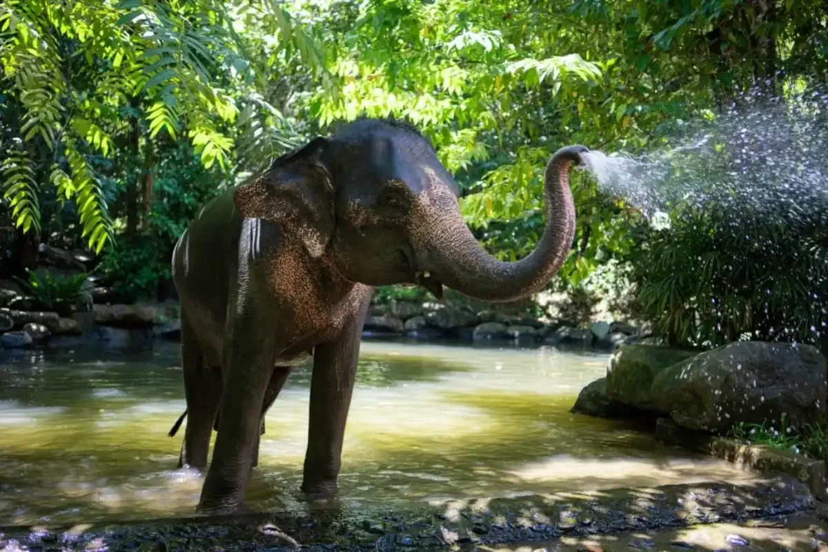 Phang Nga Elephant Park Phuket Travel Store 19