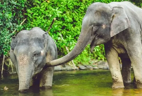 Elephant sanctuary staff preparing Thai herbal snacks
