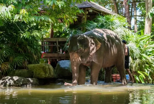 Sustainable elephant park supported by local community