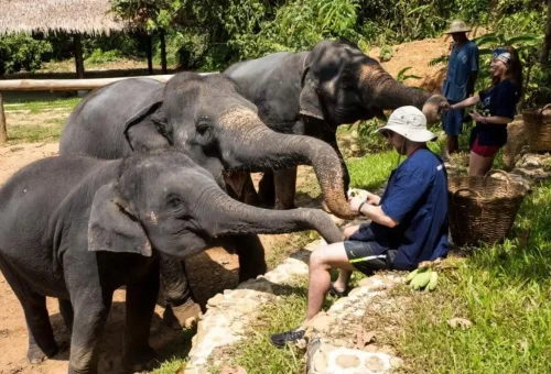 Couple walking hand-in-trunk with elephant