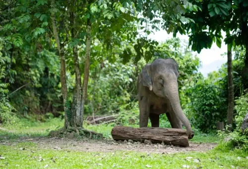 Jungle view from elephant trail in Phang Nga