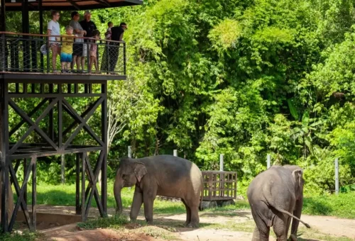 Elephants socializing in open-air habitat