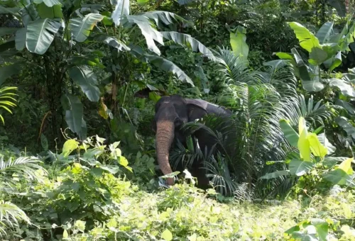 Educational tour at Phang Nga Elephant Park