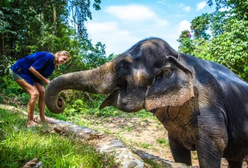 Rainy season view of elephant sanctuary trail